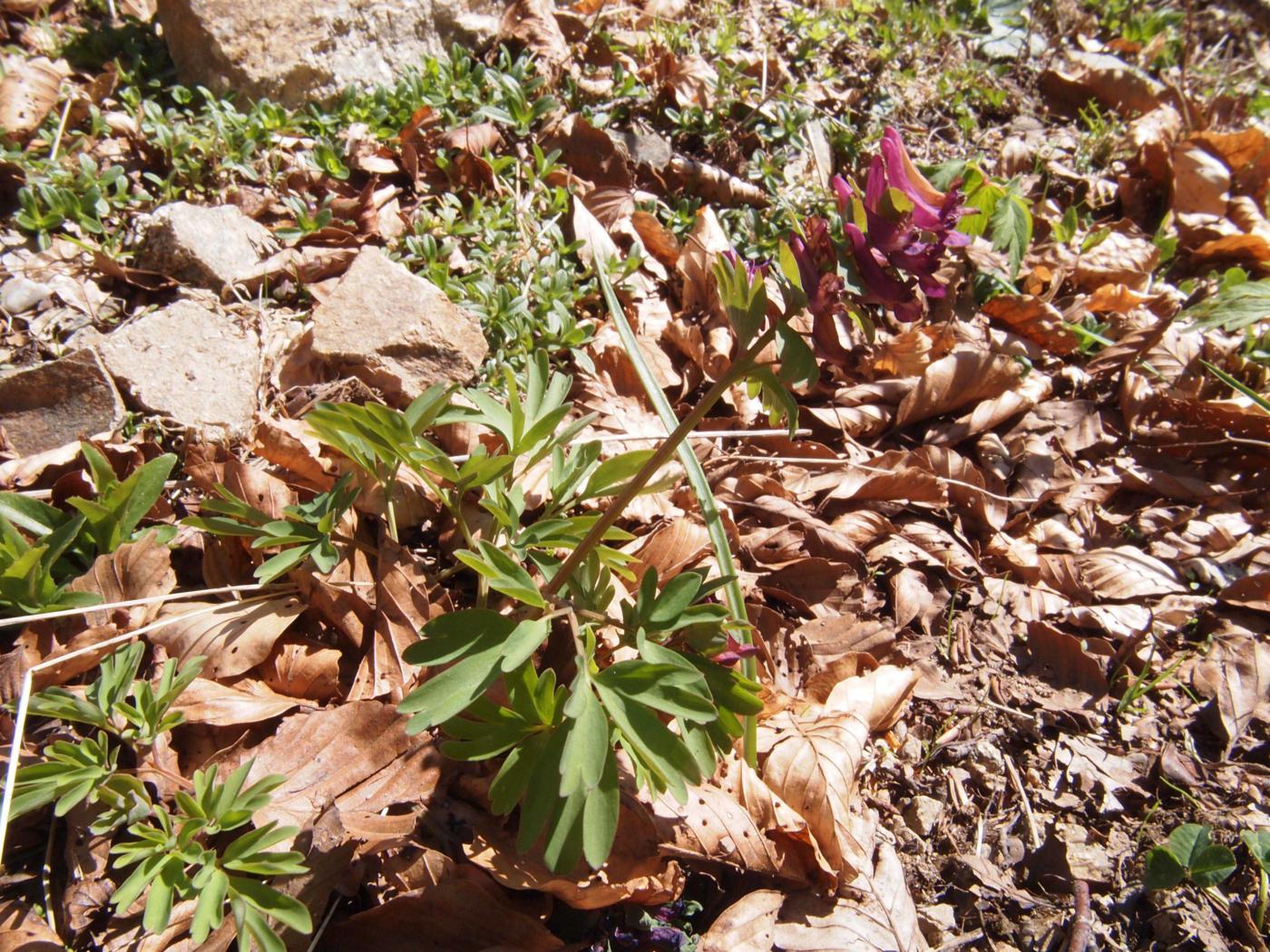 Corydalis, [Intermediate] plant